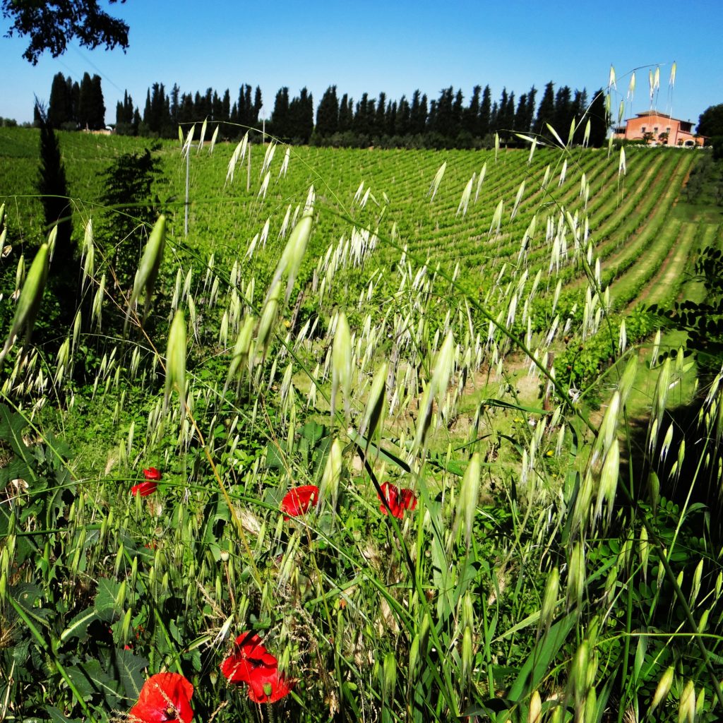 Tuscany Italy customized travel from Lisa Berlin at Great Escapes travel agency
